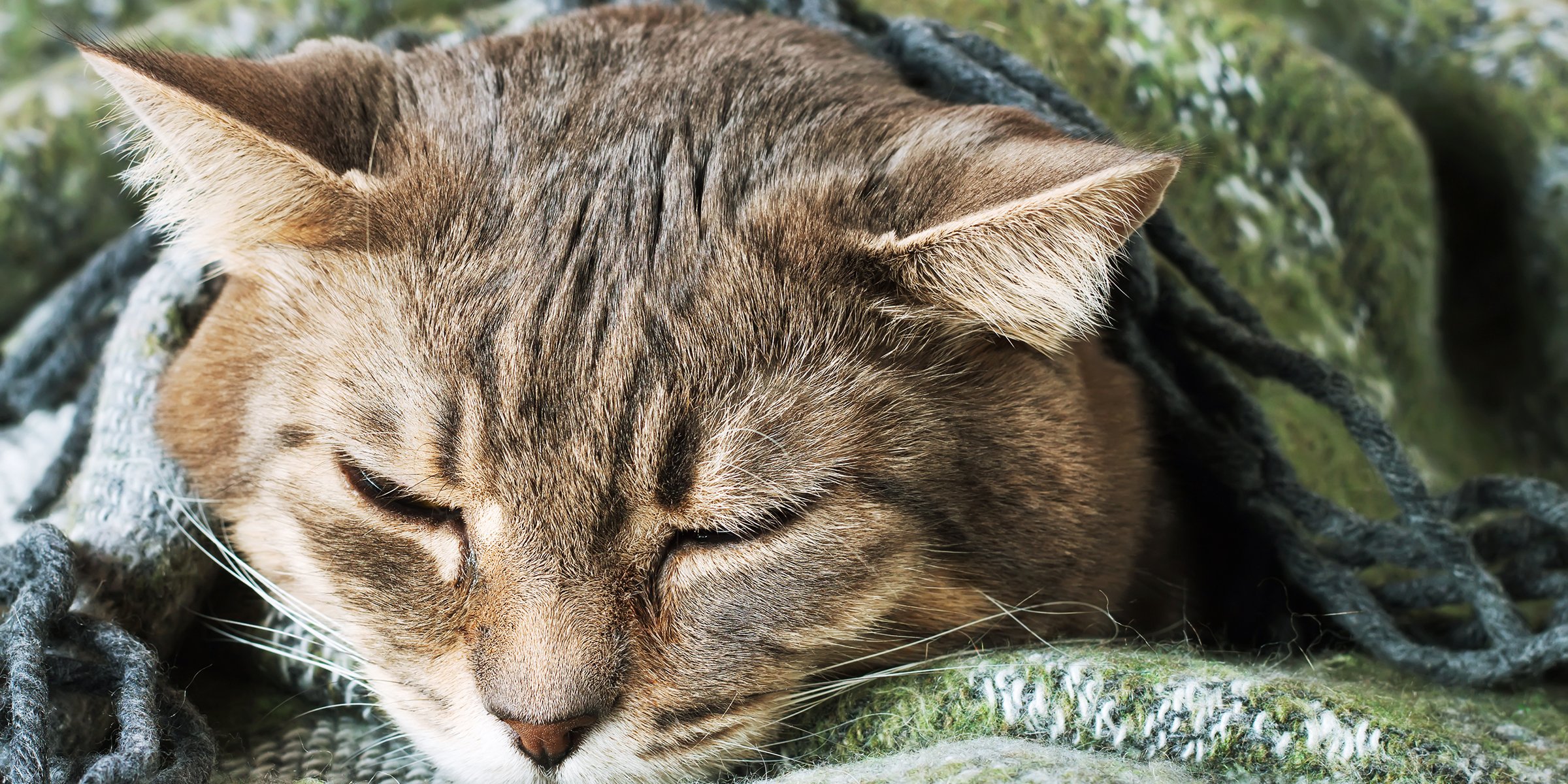 portrait-of-domestic-tabby-cat-sleeping-in-a-blank-2022-03-22-15-32-02-utc